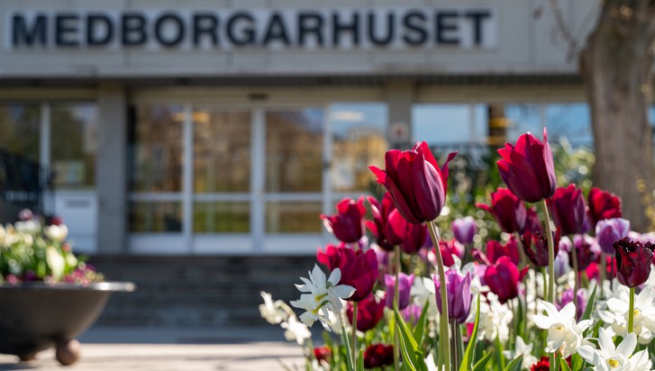 tulpanlökar utanför entrén till Medborgarhuset